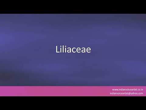 Pronunciation of the word(s) "Liliaceae".