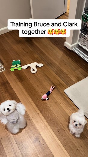 They know to behave when treats are involved #maltese #dogtricks #puppy