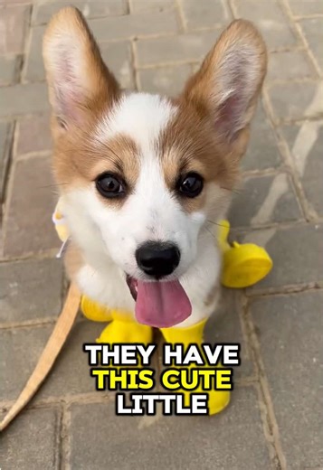 Dogs in Shorts: A Hilarious Trend