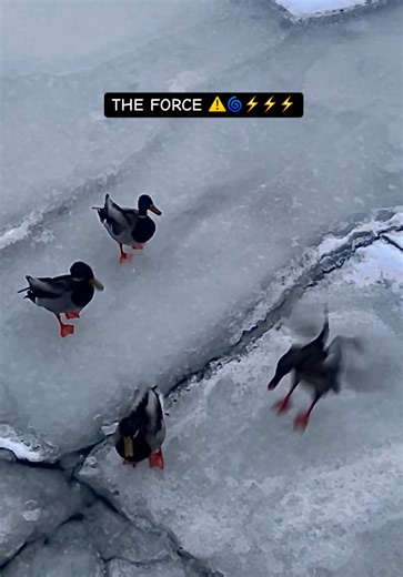 When the pressure starts to plummet they will head to higher ground in a V formation. A blizzard is coming today 2/21/22 North Shore of Boston #blizzard #warning #2026 ⚠️🌀⚡️⚡️⚡️