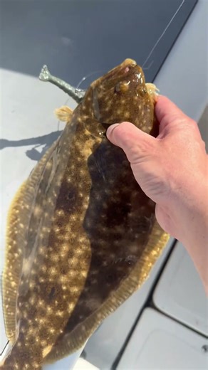 Inshore Summer Flounder Saltwater Fishing