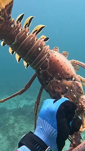 This is how I catch Lobster Did you know that the “Whips” don’t fall off when you grab them? #Lobster #bahamas #freediving | CJ Duffie Spearfishing Expeditions