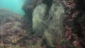 Giant clam (Tridacna gigas) spawning, showing the release of eggs and sperm in a coral reef environment. Captured in natural underwater conditions.