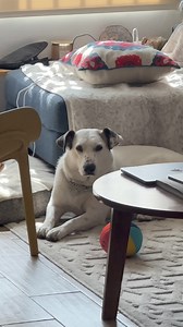 394K views · 12K reactions | Nuestra integrante estrella: DUNA… hizo un nuevo review de la alberca para perritos de Costco  | Nomadarte | Facebook