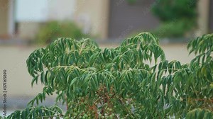View of Chinaberry Tree. Melia azedarach plant in city. Detail of leaf. Poison plant