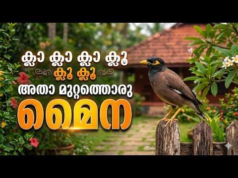 Myna Bird Explained in Malayalam 🐦 Amazing Facts, Talking Ability & Behavior | Nature Video