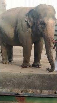 Zuzu-chan's training is finished! ※Found on my smartphone 2024.11.4 #elephant