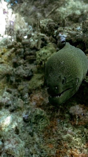 18K views · 741 reactions | Always I have been amazed by the ability...