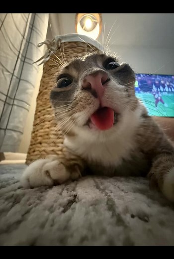 Vote for Rigby: America's Favorite Pet Competition