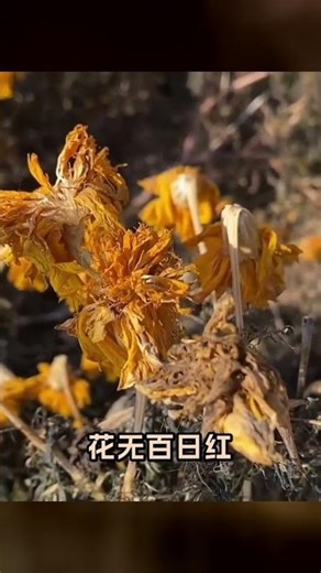 微博之夜官宣！85花陣容出爐，王一博和他太意外，楊冪成贏家 #娱乐新闻 #明星八卦 #热门话题 #事件真相 #深度爆料