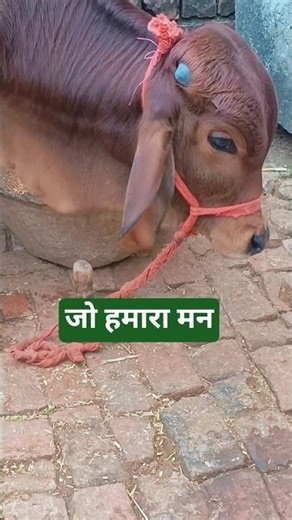 New comedy shorts😭🤣 #comedy #comedyshorts #viral #shorts