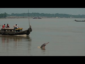 Shushuk, Our Rivers and Mankind (শুশুক, নদী এবং আমরা)