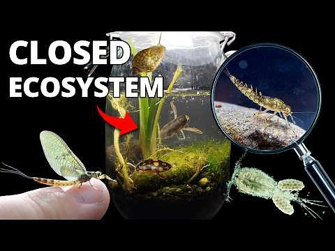 I Created a River Ecosphere in a Jar (Creatures Inside)