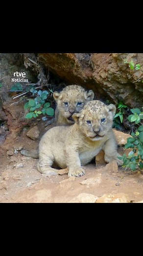 🦁 El parque de Cabárceno, en Cantabria, ha dado la bienvenida a dos cachorros de león pero el parto ha sido insólito Ha sido la propia leona quien ha escogido el lugar donde dar a luz a sus dos crías. Lo ha hecho en un lugar fuera del recinto que estaba acondicionado para ello, algo que ha sorprendido a los cuidadores del parque. Los dos cachorros van a cumplir un mes y ya están listos para unirse al resto de la manada #Cabarceno #Leona #leones #cachorros #animales #cantabria | RTVE Noticias