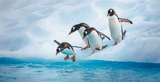 More Than 60,000 Penguins Have Died On Two Remote Islands: Researchers Speak Out