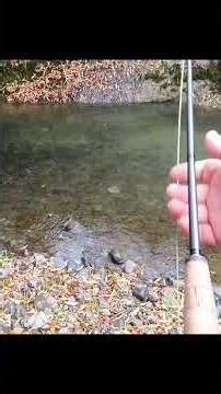 Hooking up a 6lb Rainbow in a Small New Zealand Stream.