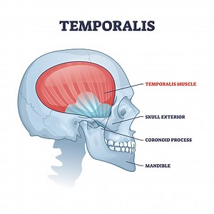 Temporalis muscle in skull with anatomical head skeleton outline...
