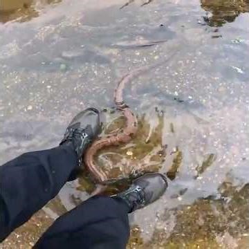 That Thing Was Huge!