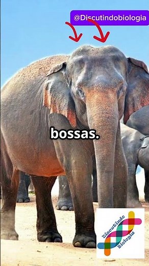 Difference between AFRICAN and ASIAN ELEPHANTS! #curiosities #biology #shortsvideo