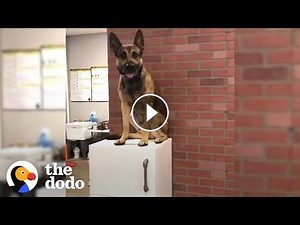 How A Service Dog Fails Out Of School #Video
