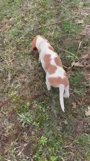 Clifford the Brace Beagle Puppy 🐶🐾 Tracking Rabbits 🐇