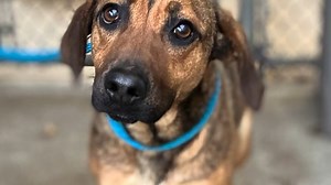 Gavin might just be the cutest, saddest, most worried-looking puppy we’ve ever seen. This sweet baby came to us as an owner surrender with another pup and had his entire world turned upside down. At first, Gavin wouldn’t even make eye contact, let alone get close enough to take a treat. But with a little patience and kindness, he warmed up, and we were rewarded with the softest kisses. Gavin is just a baby and we’ve already seen glimpses of his confidence growing. He’s starting to play and explo