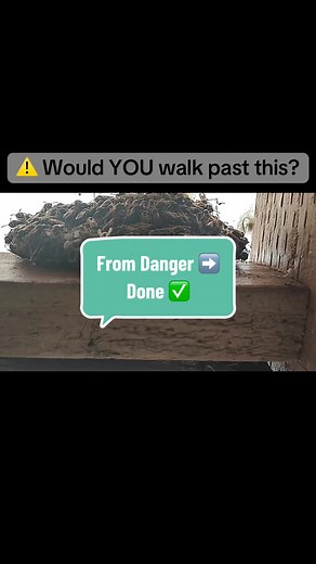 🚨 Wasp Nest vs. Pest Pro 🚨 From buzzing danger to 💨 problem solved—all in a day’s work at Sophie’s Pest Solutions! 🐝✌🏾Big shoutout to @BlkGirlsGreenhouse 🌿 for letting us handle this wasp situation so their customers can enjoy the space safely. Sometimes it only takes a few seconds to see the difference a pro makes 😉 #Pests0Sophie1 #SophiesPestSolutions #Oakland #BayArea #California @Christine Elias 🇵🇷 I rose to the challenge 🌹