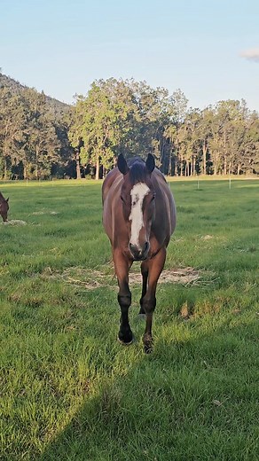 New Arrival Intro 📢 People ask me how I pick my horses to come in.... and sometimes its as simple as "it had a good name". 😆 Cue the arrival of....... "Judy". 😆 Judy raced as Judy in Disguise for 17 starts, amassing earning of 63k. She retired from the track in 2019 as a 5yo, before moving into broodmare life producing a few foals for the industry up to last season. This season, she's made her way here to us at 11yo where she will start the QOTT retraining process and embark back on an under 