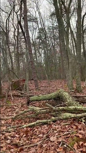 Squirrel dog focused on the kill - “Bandit” Mountain Feist breed #gundogtraining #squirrel #hunting