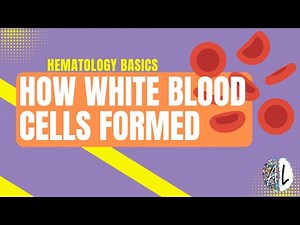 Hematopoiesis Explained | How White Blood Cells Are Formed (WBC Lineages & Bone Marrow Breakdown)