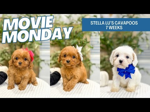 Stella Lu's Cavapoo Puppies 7 weeks