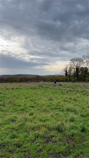 We lost a dummy in training, it didn’t take the dogs long to find it! #gundogtraining #dogtraining