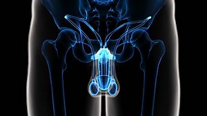 Male reproduction system. 3d illustration