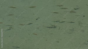 small fish swimming in the pond casting the shadow in the bottom