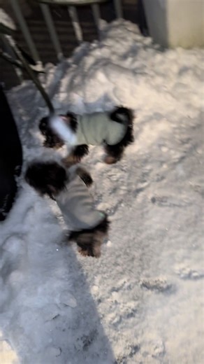 Heartwarming Yorkie Moments That Will Make You Cry