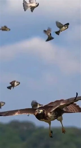 Sparrow Flock Disorients Hawk Mid-Flight #NatureShowdown #WildlifeDrama #EpicAerialTactics