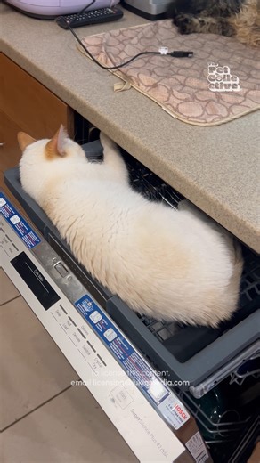 I don't think that's dishwasher safe 😹😴🧼 #Cat #FunnyCats #CatLife #CatReels | The Pet Collective
