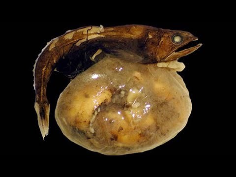The Black Swallower | Bizarre Deep Sea Creature That Can Eat Prey Up to 10-Times Its Size