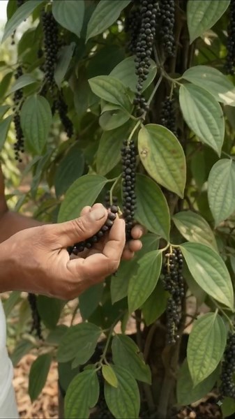How to Grow Black Pepper Plant atHome#plants#farming#BlackPepper #Short#Viral#ytshorts#fresh#fyp