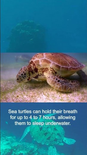 World Sea Turtle Day 2026