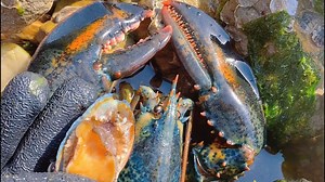 31K views · 1.4K reactions | 退潮后赶海运气大爆发，小章一个人在排水口徘徊，一路好货抓个不停，水坑里都是大鱼【赶海小章】 #赶海小章 #Beachcombing #鱼货 #龙虾 | 赶海小章 | Facebook