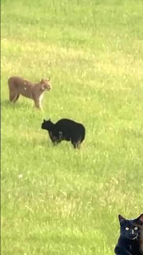 bobcat vS cat