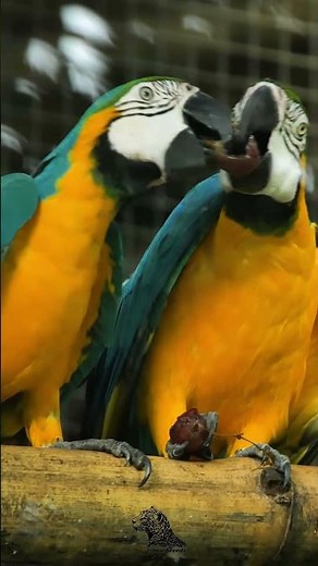 Yellow and Blue Macaw – The Tropical Beauty 💛💙