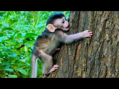 🔴Live: Adored New Baby Monkey Tries to Climb Tree and Seeks Mama’s Help —Heartwarming Family Moment