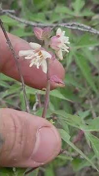 Rare plant affinities between South Texas and Nuevo León