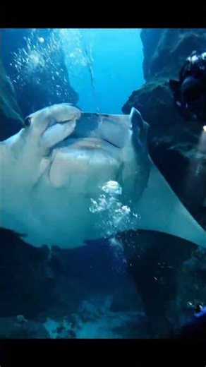 Manta Ray Fighting for Life Tangled in Wire | Incredible Deep Canyon Rescue