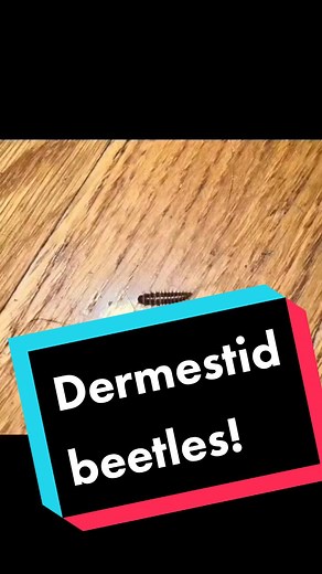 EntomosFunFacts on TikTok