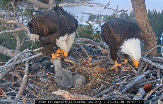 2.1M views · 21K reactions | #BigBear bald eagle cam bloopers. | High Desert Crime Scene | Facebook