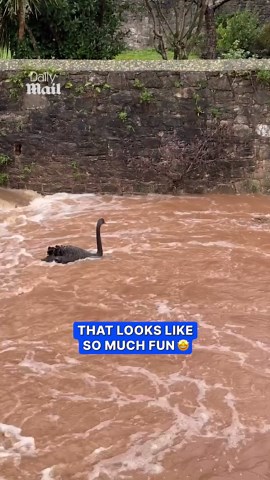 Black swan joins ducks for playful water slide ride