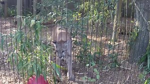 Meet Micanopy - a two-year-old, Florida panther. His life would be in danger if it were not for his new home at the Zoo. Watch this video from our Senior Veterinarian, Dr. Ray Ball, to learn more about Micanopy. | ZooTampa at Lowry Park